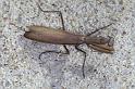Mantis_religiosa_P1252_Z_78_Les Gris_Frankrijk